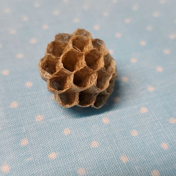FOUND Real Wasps Nest Natural Nature Fragile Small Woodsy Decor Bee Tiny - Picture 5 of 14